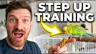 How to Train a Parakeet to Step Up on Your Finger (Beginner Guide)