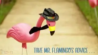 Lawn Flamingo Party!