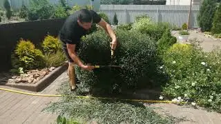 СТРИЖЁМ ИВУ ПУРПУРНУЮ 