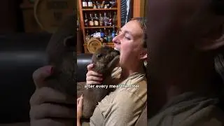 Otter assistant #animals #animals #love #shorts