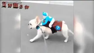 Весёлые животные