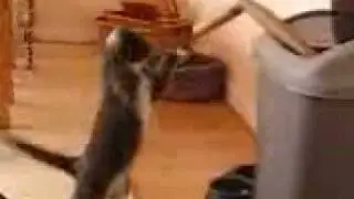 il mio gatto