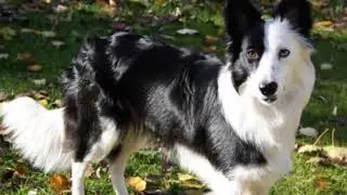 Бордер-колли