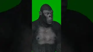 gorilla green screen video |gorilla green screen effect | 