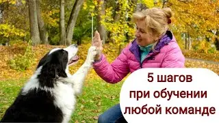5 Steps to Teaching Any Command. Dog Training