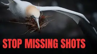 HOW TO PHOTOGRAPH BIRDS IN FLIGHT! (Tips for perfect shots every time)