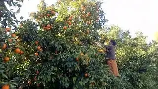 harvesting orange 🍊 (Kunar Afghanistan) Video 2