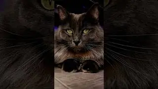 СЕКРЕТ УСПЕХА В КОНЦЕ ВИДЕО 