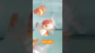 Dunia Ikan