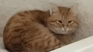 Новая игра от меня и от тузика29 название игры игра в кота