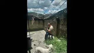 samba da no pe