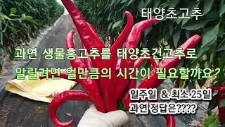 생물홍고추 태양초건고추로 말리는데 걸리는 시간은????