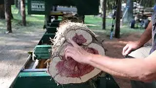Cutting A Tough Bark Line From A Cedar Log