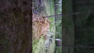 болото большое шимоново