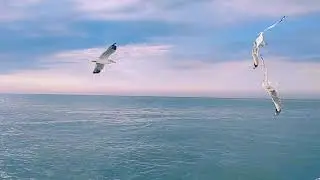 Beauty Of Oceans............