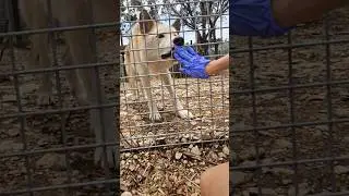 Hanging out with the wolfdogs! 🐺 