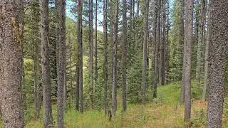 Sound of nature  (Jungle) 