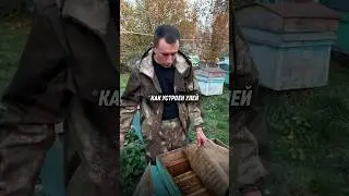 Как устроен улей и как зимуют пчелки
