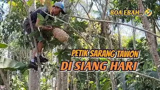 CARA BASMI  TAWON DI SIANG HARI..INILAH TAWON VESPA ANALIS.. TAK SE AGRESIF TAWON NDAS/VESPA AFFINIS