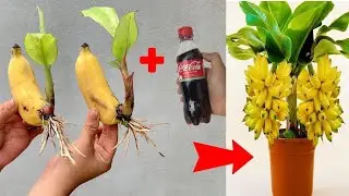 Synthesize successful the mathod banana tree grafting from banana fruit
