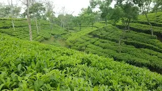 Tiphook Division  #Tiphook #Division #Amgoorie #Tea #Garden @NirajManichourasia