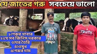 যে জাতের গরুতে বেশি লাভ।।বেশি দুধের খাবার।বিদেশি জাতের গরু।। Dairy farm।Cow farm।Dairy farm in India