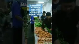 Panen Sayuran Bagi Jama'ah Subuhan di Masjid Uswatun Hasanah #shorts