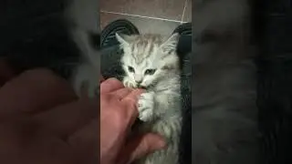 Марсель атакует 20191111 193827