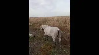 Как себя ведёт лошадь после того как её освобождают от пут