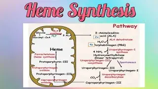Heme synthesis Pathway #biochemistry #anabolism #metabolism #heme