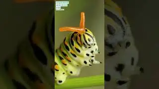#shorts Бабочки и цветы