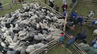 Розлучення овець: гуцули Рахівщини завершили літування