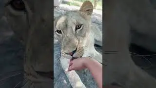 Lion CLAWS