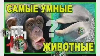 10  топ самых умных  в мире  животных