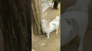 Что такого интересного на дереве?🤣#какигратьнапианино #какнаучитьсяигратьнапианино #смешноевидео