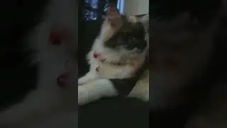 The Purrsian Feline