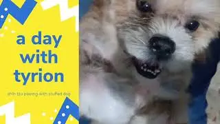 Shih Tzu | Playing Stuffed Dog