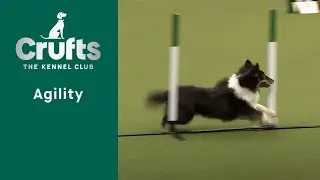 Agility – Championships – Small/Medium (Jumping) Part One | Crufts 2023