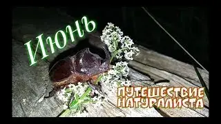 Путешествие натуралиста 2 серия  Июнь
