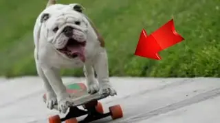 Животные из Книги рекордов!!!🙀
