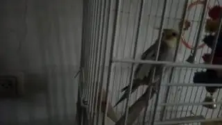 Блатной попугай