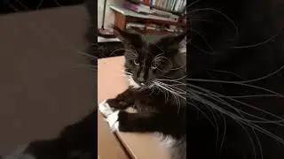 Важный котяра.