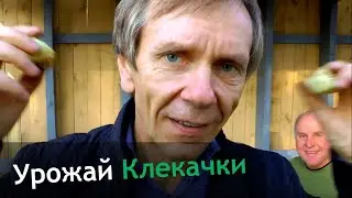Какой урожай можно собрать с одного куста Клекачки?
