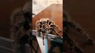Паук-птицеед гуляет по столу.