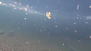 Рыбалка на Юге Сахалина