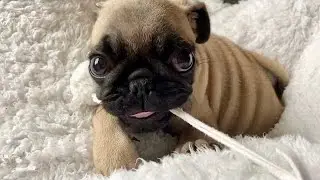 Pug Puppy Tries to Eat Pompom