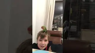 Маня попугай неразлучник