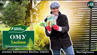 ХВОЙНОЕ ОМУ мощная подкормка для туй ёлок и сосен + ИГЛА