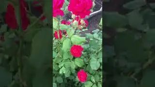 Мои розы