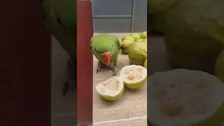 #nature #love #youtubeshorts #viral #whatsappstatus #foryou #shorts #funny #birds #parrot #reels